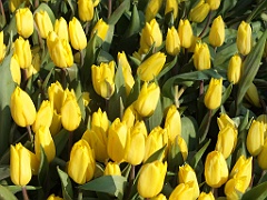 tulipsNL (13)